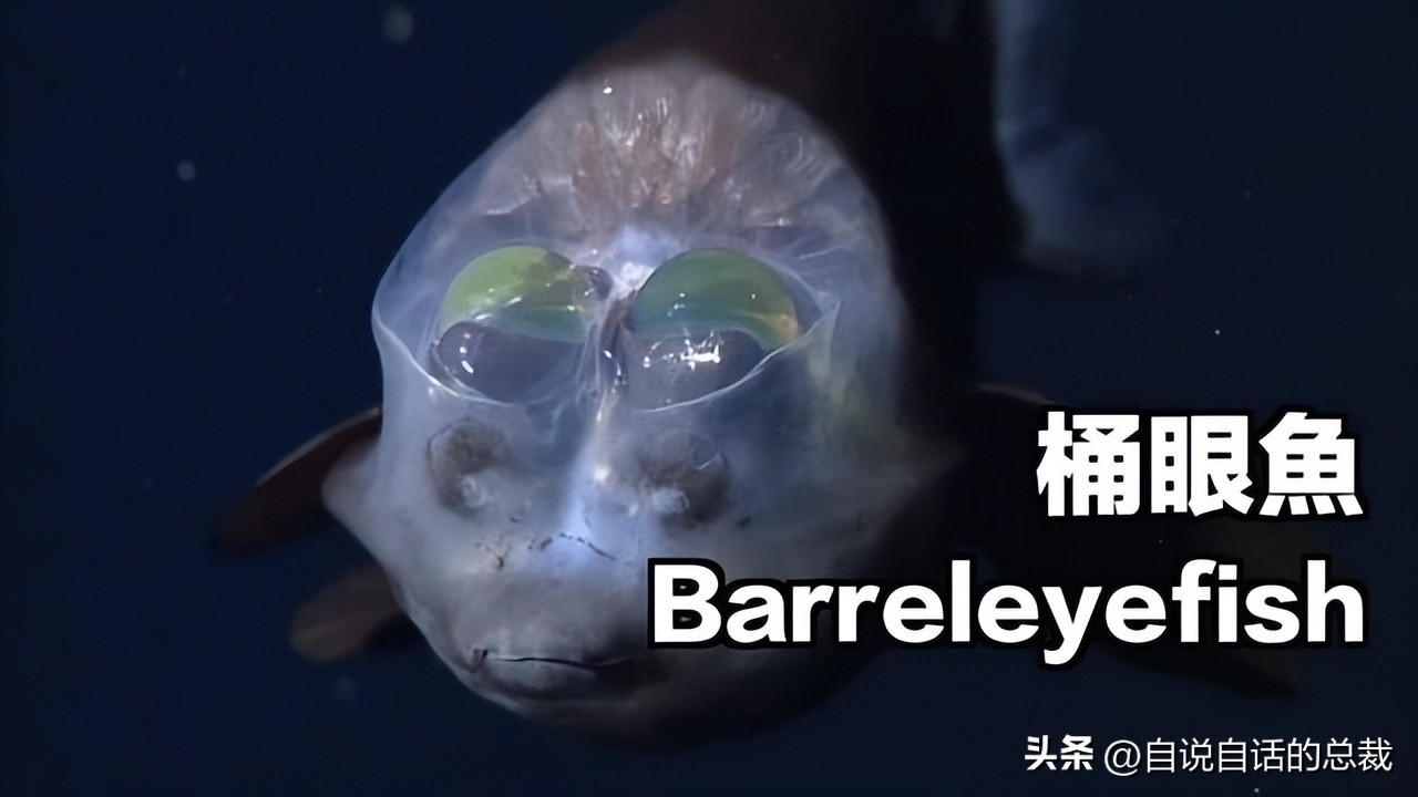 潜入深海寻找宝藏,潜入海底最深处你会发现什么