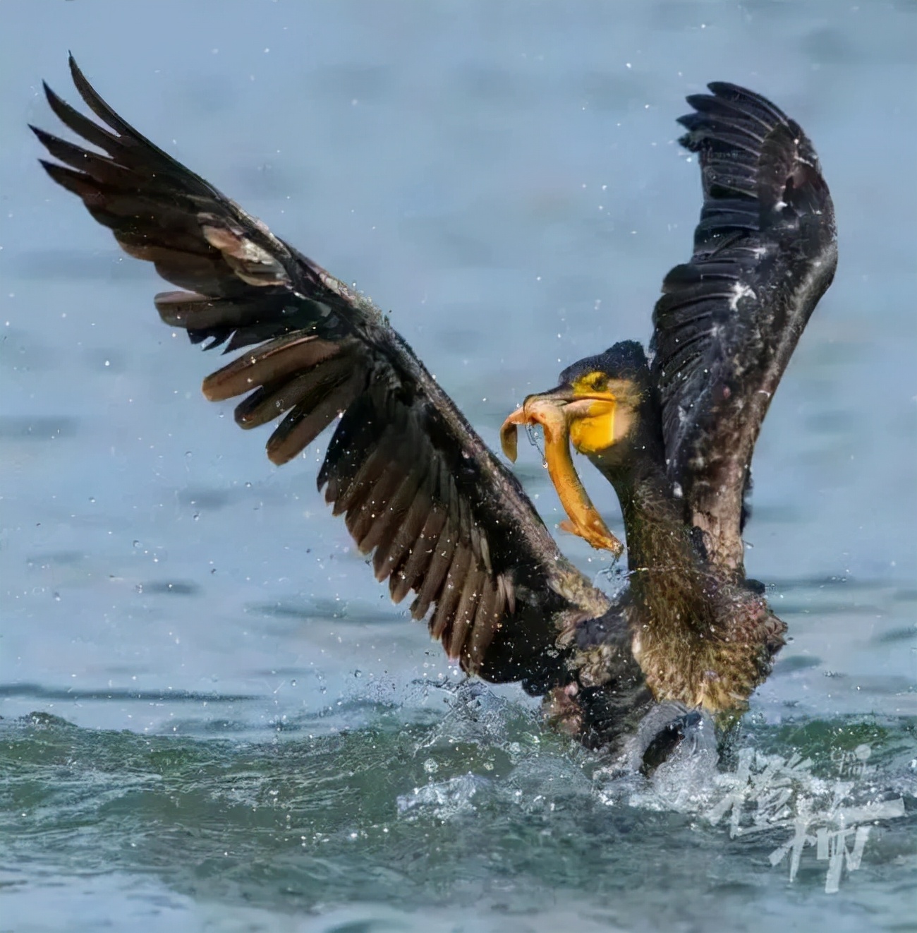 西湖“四大天王”三缺一，锦鲤也逃不出TA的嘴...