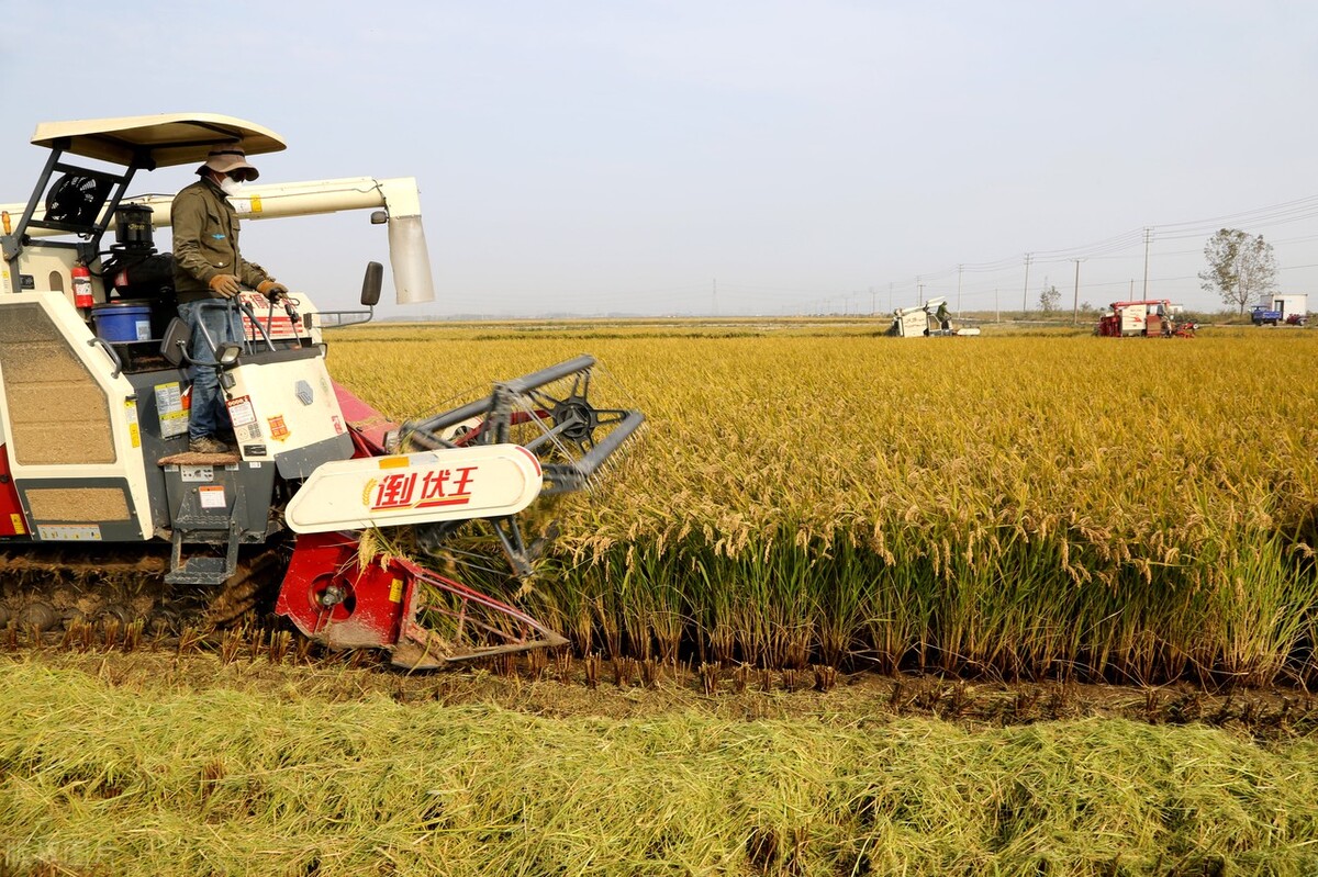雷沃谷神水稻大型收割机,雷沃谷神收割机收水稻