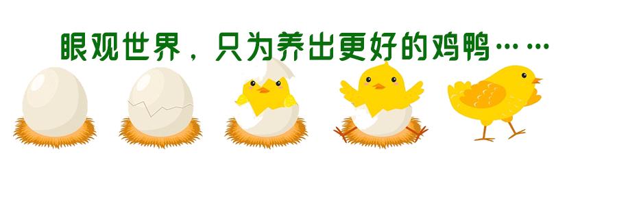 鸡养殖场降温的最佳方法,养鸡场热死鸡怎么办