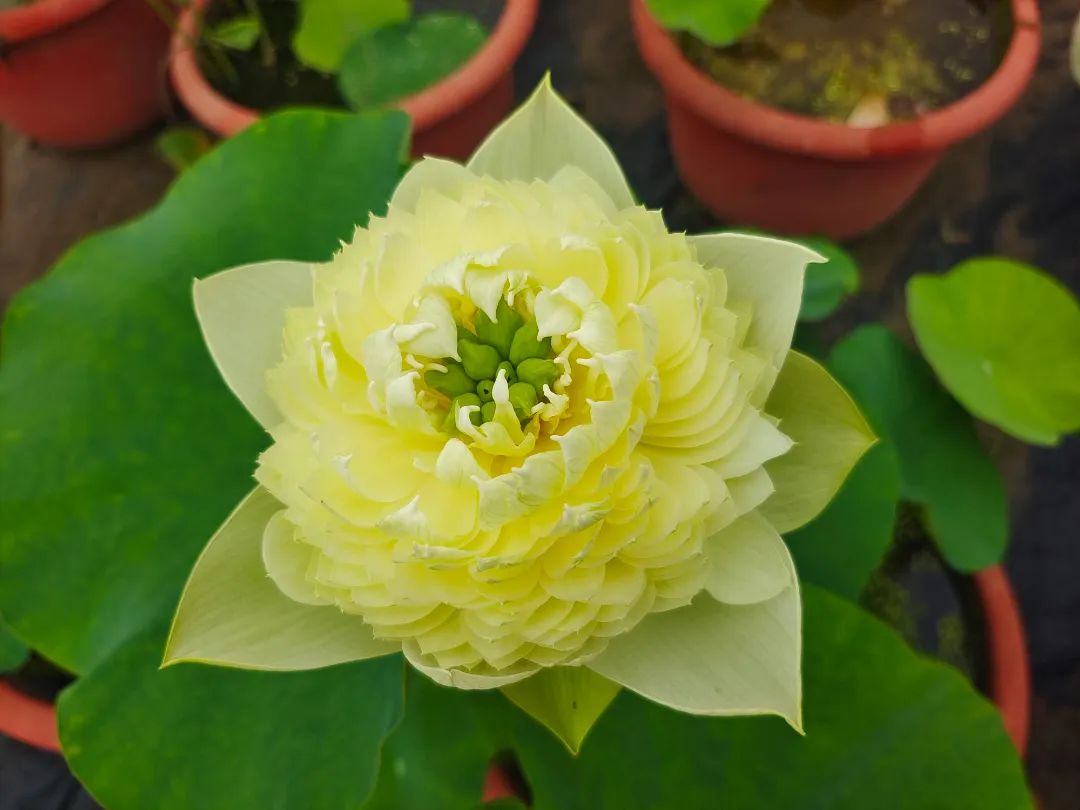 绝美的荷花品种大全图集,超好看荷花品种大型荷花