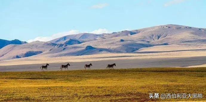 西海情歌写歌的背景,西海情歌的创作时间