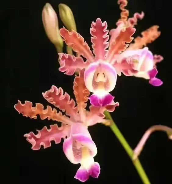 最美的100种兰花图片,欣赏一下最美的兰花