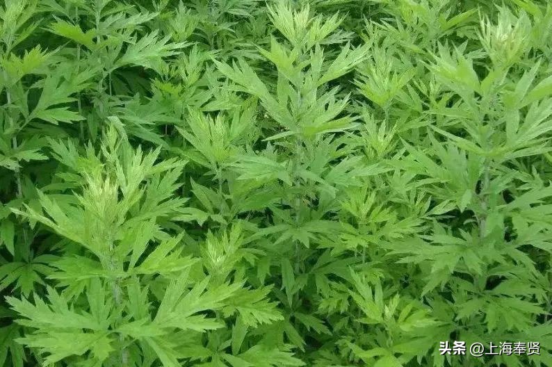 端午节五瑞之首,天中五瑞指是什么