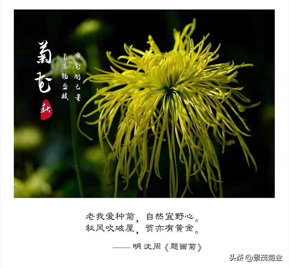 菊花文化常识大全,关于菊花的一些文化