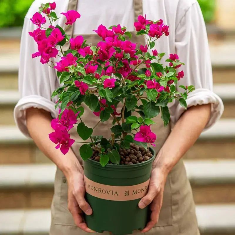 30种适合懒人养的花三角梅耐寒吗,三角梅养花技巧及知识大全详解