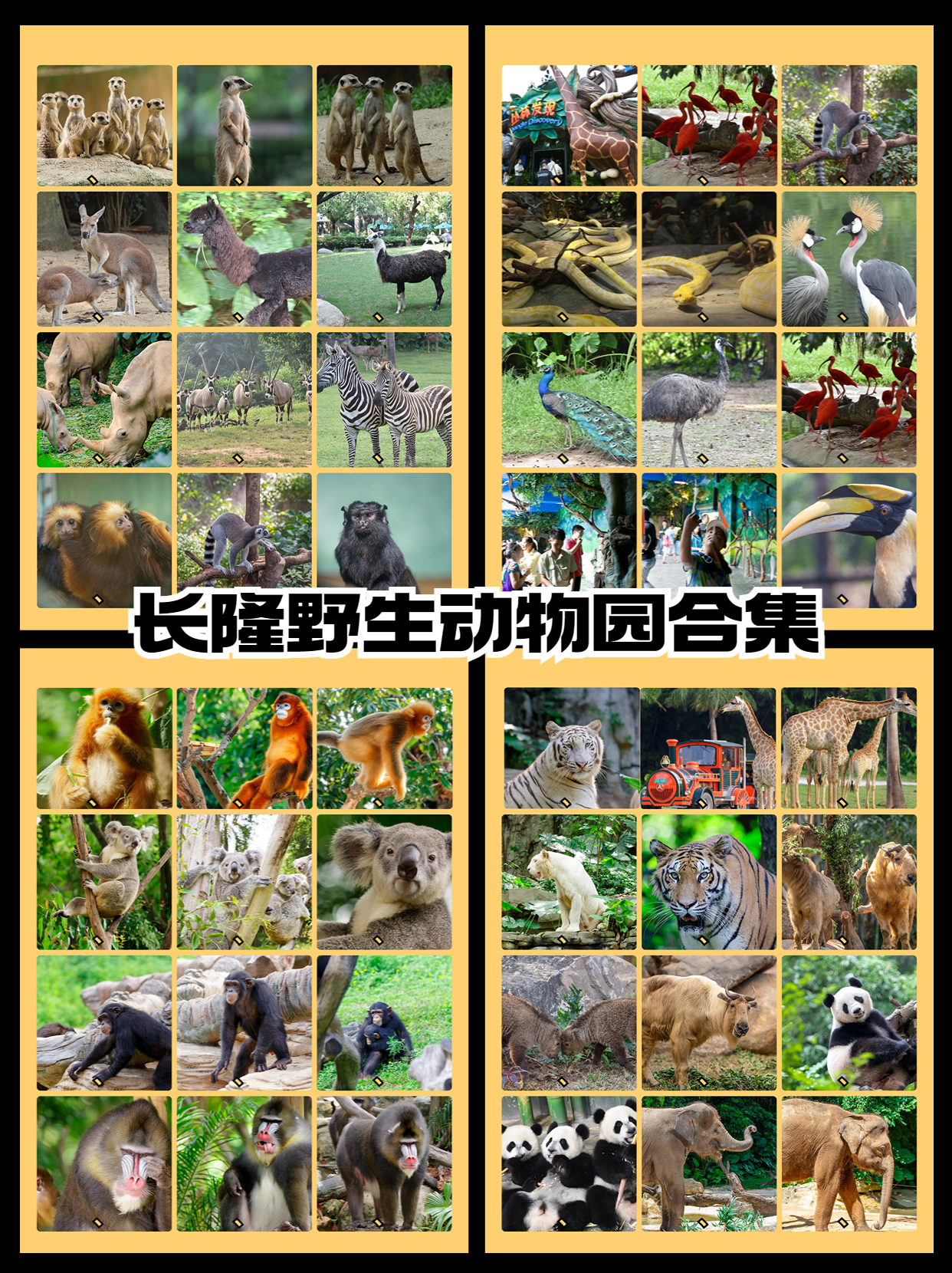 广州长隆野生动物园自驾观有感,长隆野生动物园能行李寄存吗