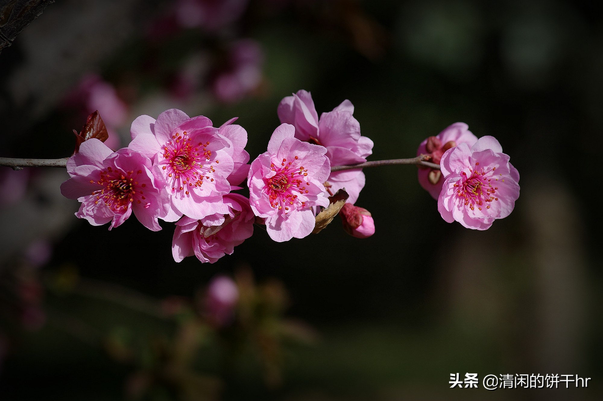 淡雅书香梅花唯美图片,淡雅梅花花卉图片