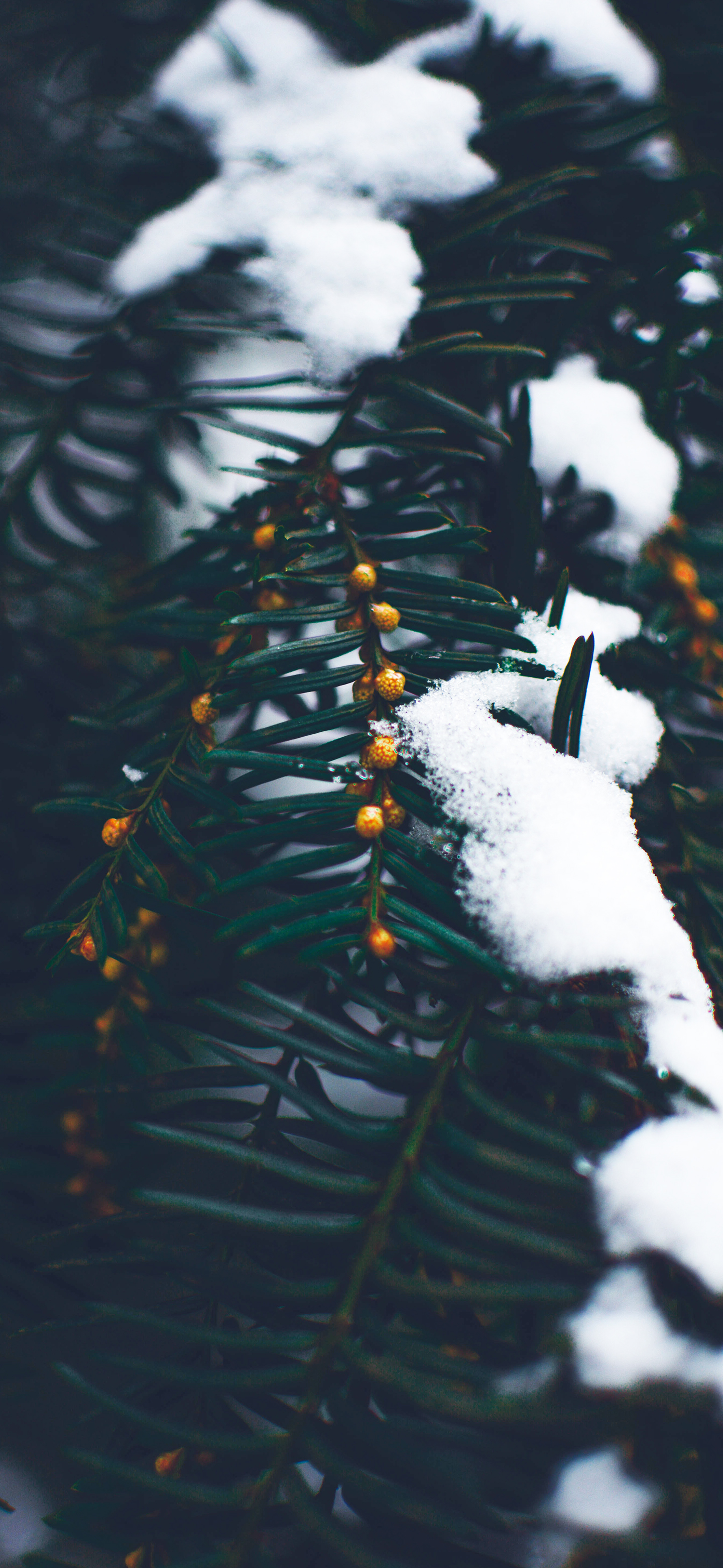 雪天唯美壁纸,雪天壁纸手机高清全屏