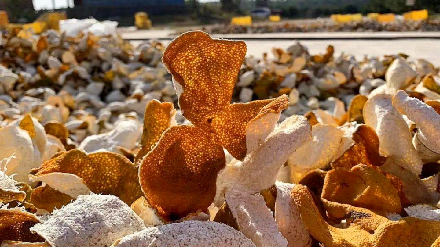 陈皮就是晒干的橘子皮？详解剧中高启强爱喝的陈皮茶