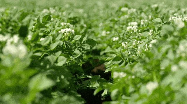 甘肃定西薯都,中国薯都