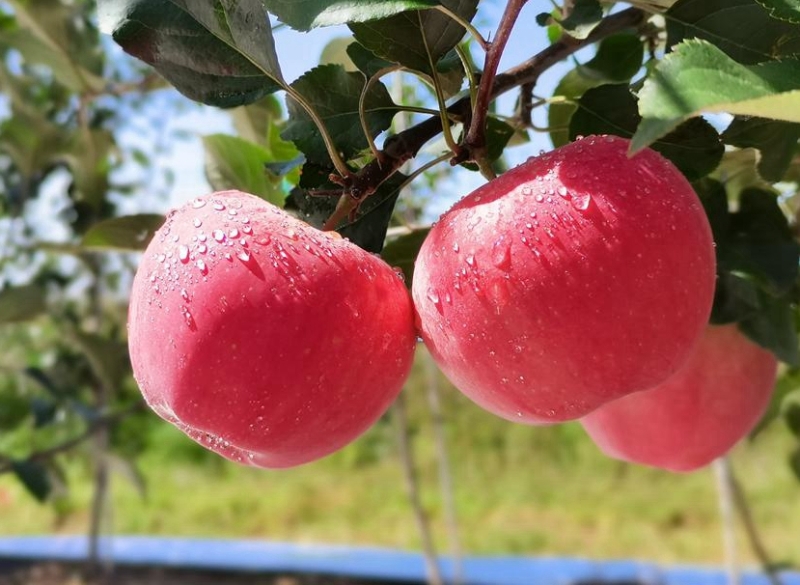 2023年5月11日新闻中的渭南事（组图）