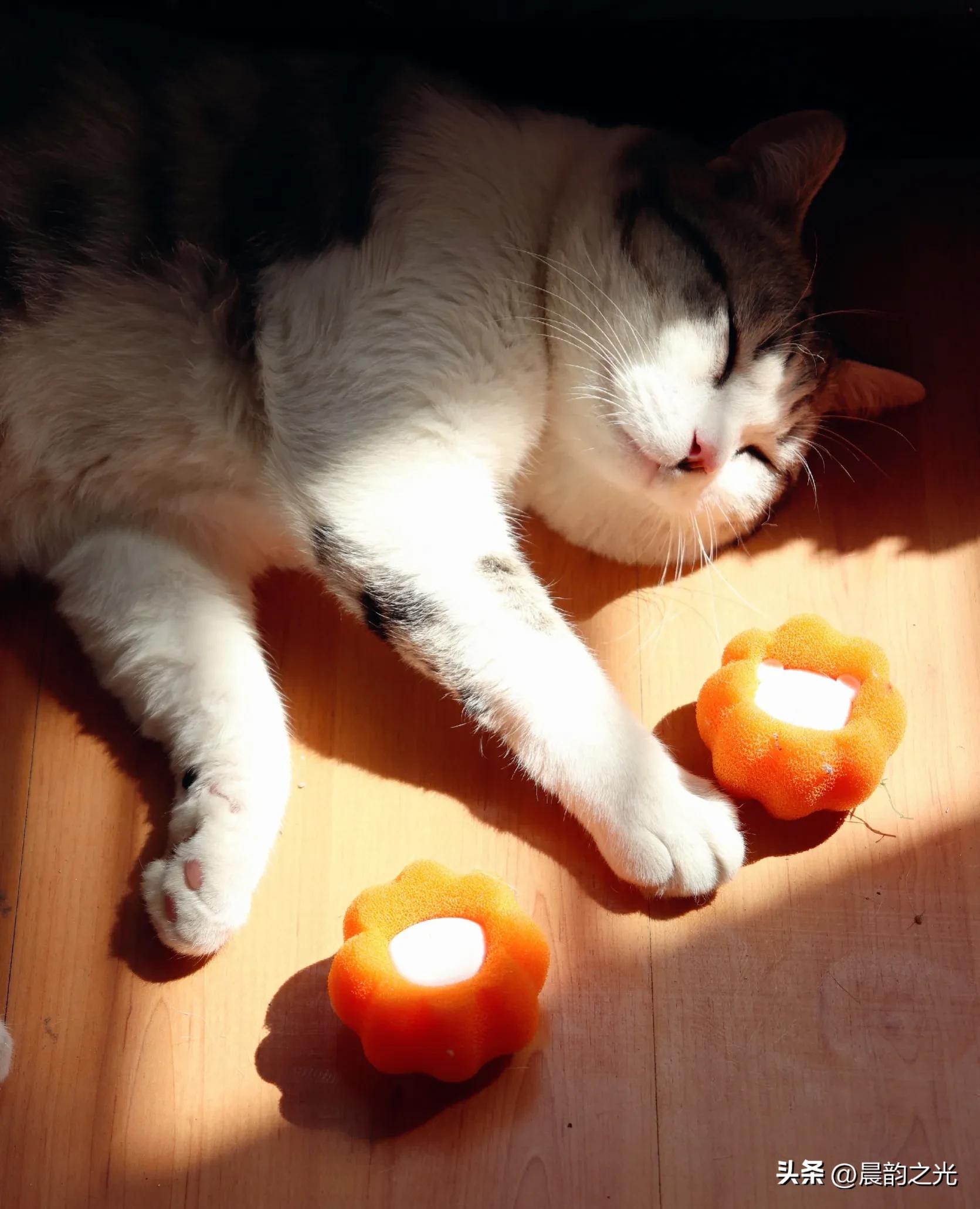 几百块钱买的猫靠谱吗,几百块的猫是真的吗