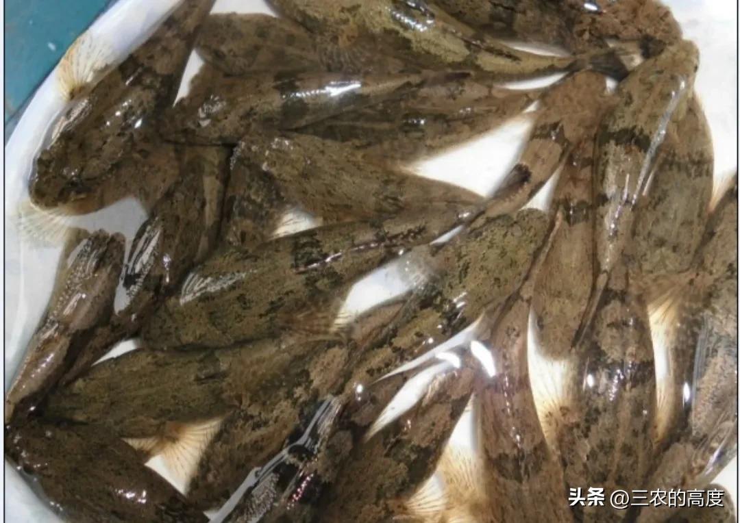 河鲜四大名鱼,最顶级的河鲜鱼