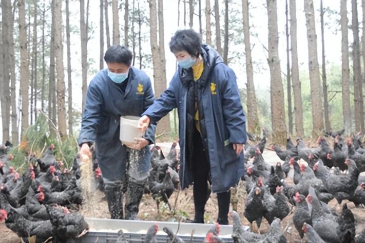 绿壳蛋鸡的养殖方法和注意事项,养100只绿壳蛋鸡一年能有多少利润