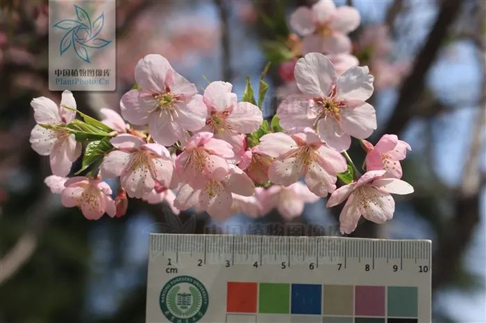 初春河津樱花图片大全,河津樱花品种大全