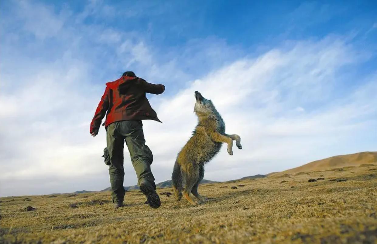 12年前把狼带回家当儿子,12年前成都女孩把狼儿带回家