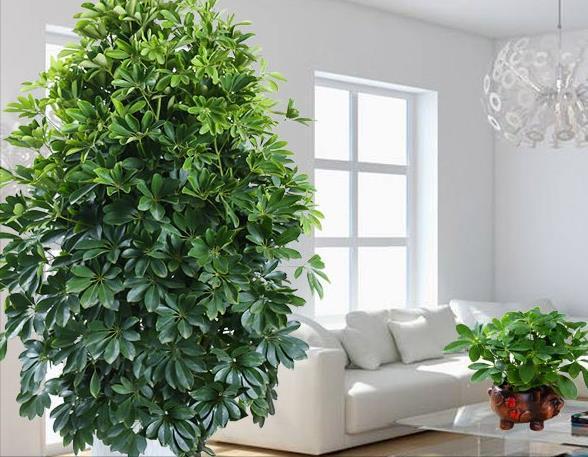 家里养什么花好看又旺财,在家养什么花好看又旺财