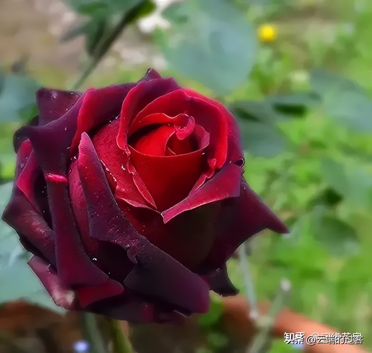 1到99朵玫瑰的含义图片,1到99朵玫瑰花语是什么