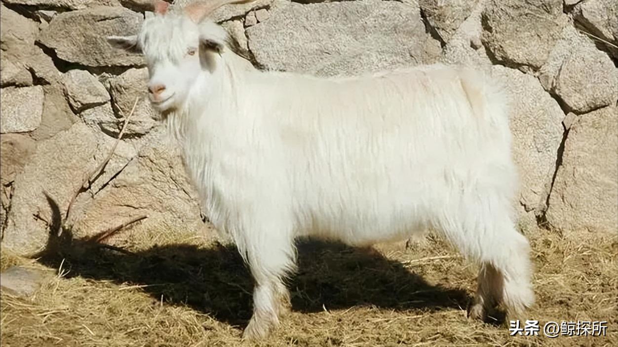 古代刑罚比较不残忍的刑罚,古代很温柔的刑罚