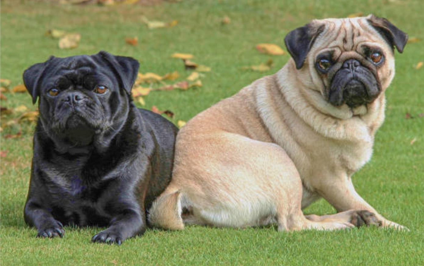 巴哥犬的优点和缺点,巴哥犬的五大优点和缺点