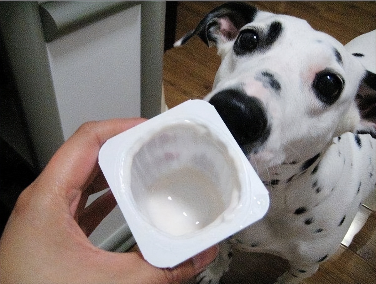 狗狗必备的3种食物,这些食物对于狗狗来说是人间美味