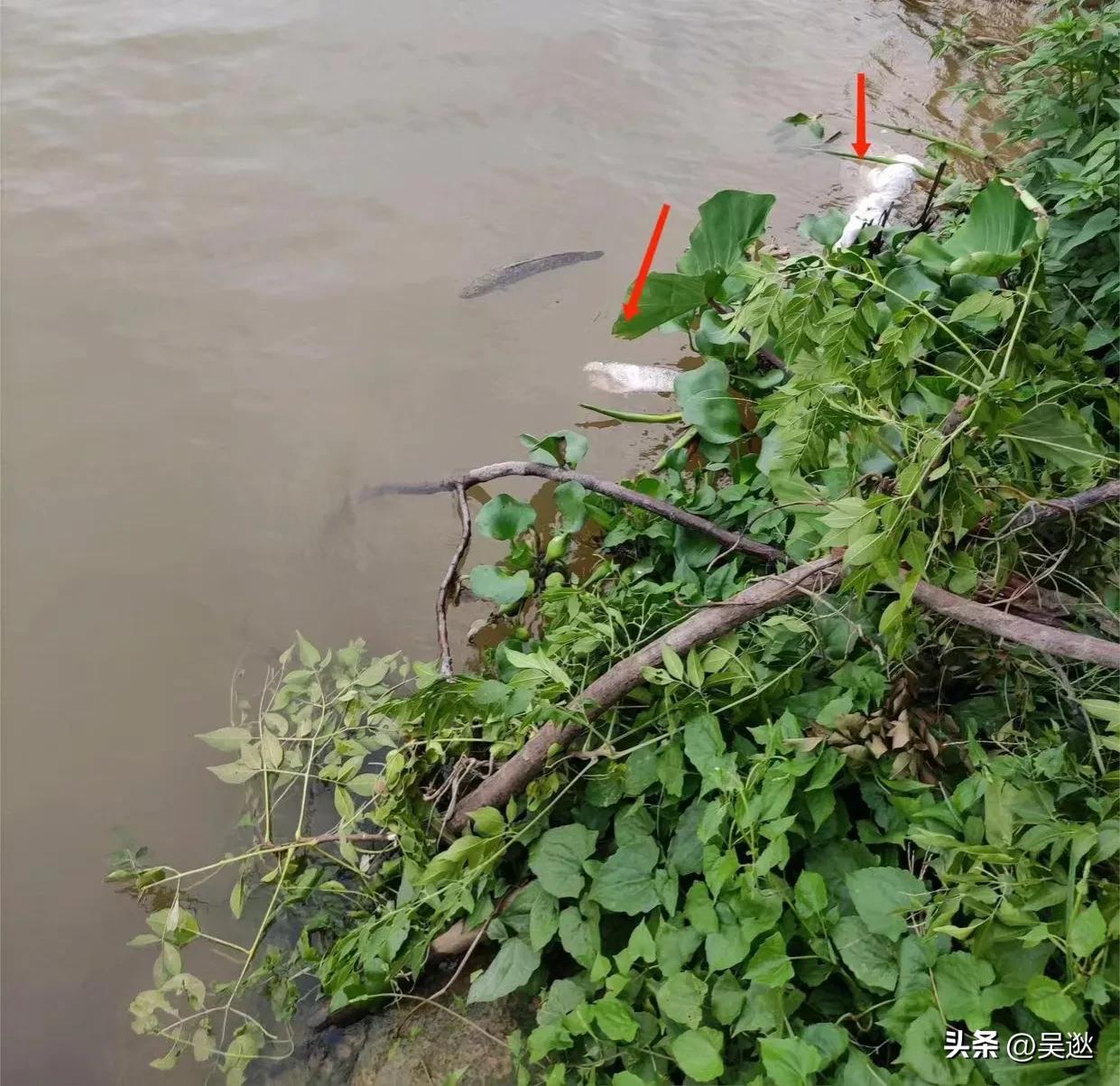 放生是否为了求功德,放生塘鲺的功德