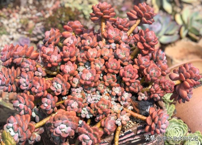 天天逛直播间买多肉，你搞清楚了伪群、散群和整桩有什么区别吗？