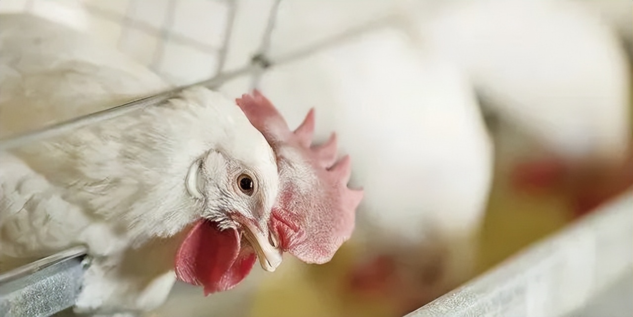 圣农发展有预制菜业务吗,圣农发展为什么利润下降