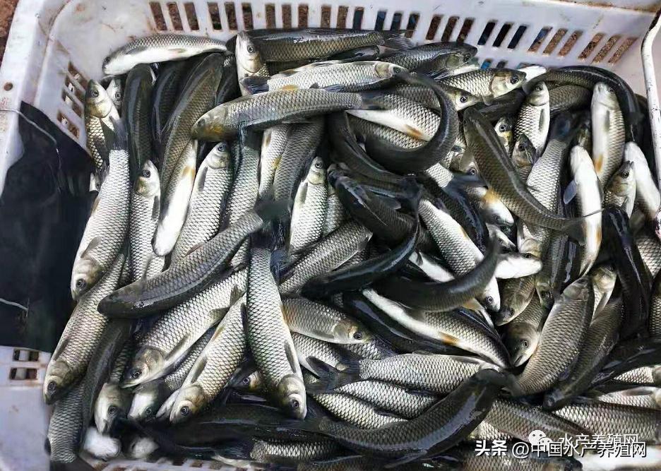 饲料不断涨价养殖户何去何从,最近饲料厂涨价有什么应对措施