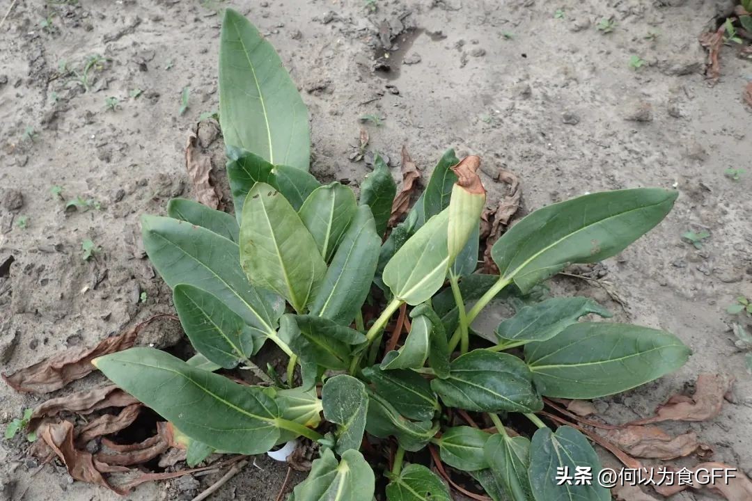 高原藏区野菜,藏区野菜
