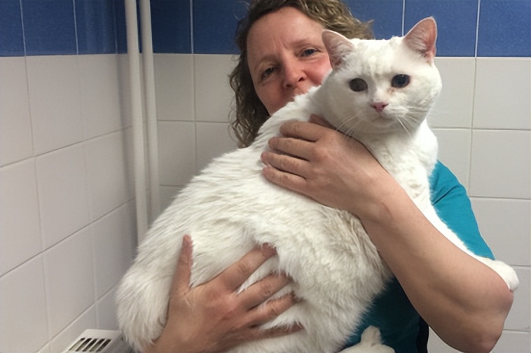 传染性腹膜炎用什么药物,传染性腹膜炎怎么治疗