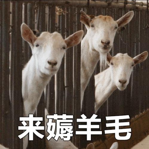 江苏警方打掉一个为“羊毛*党**”提供黑产程序的犯罪团伙