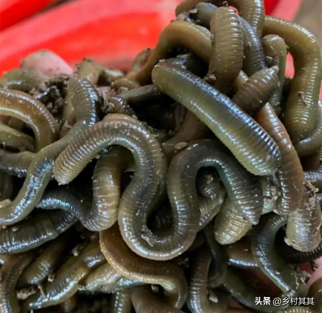 养殖食草动物致富,鱼缸专门吃小杂物粪便的小动物