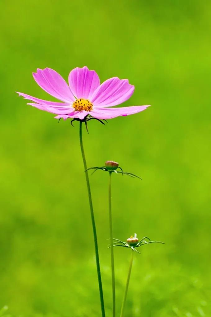 最漂亮迷人的格桑花盛开在绿草上,初冬的格桑花依然娇艳