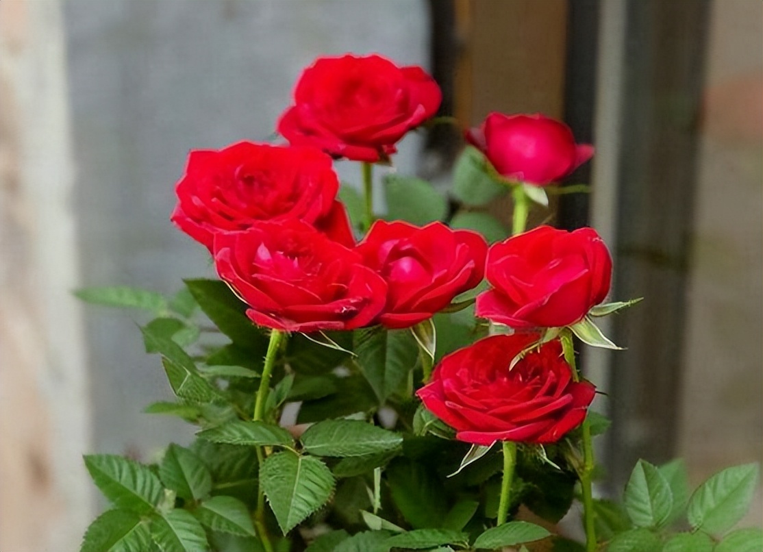 玫瑰花的养护方法用什么肥,玫瑰花的养护方法视频播放