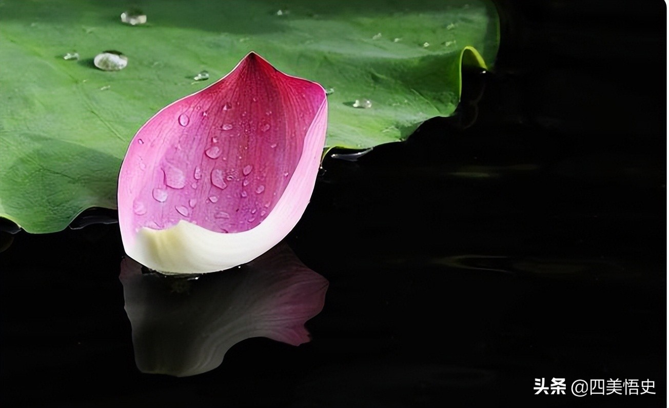 荷花出淤泥而不染濯清涟而不妖,濯清涟而不妖说的是荷花还是莲花