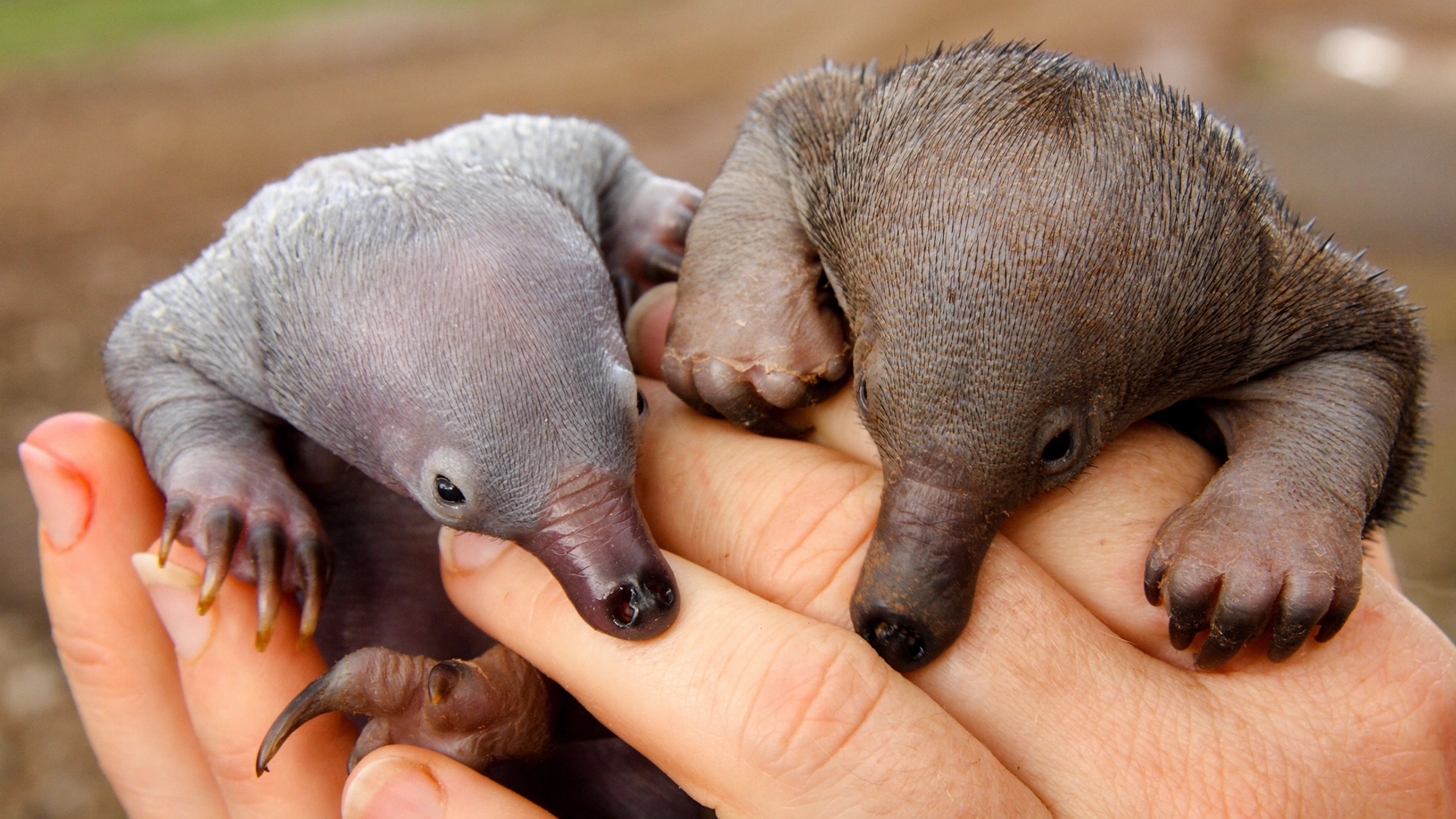 迷你世界探索宠物隐藏秘密,盘点宠物幼崽