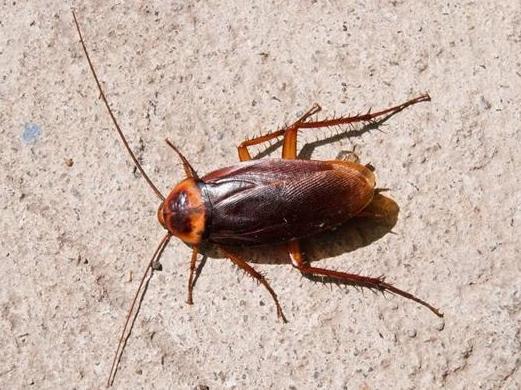 如何治蟑螂最有效的方法,房子蟑螂多怎么解决不再有蟑螂