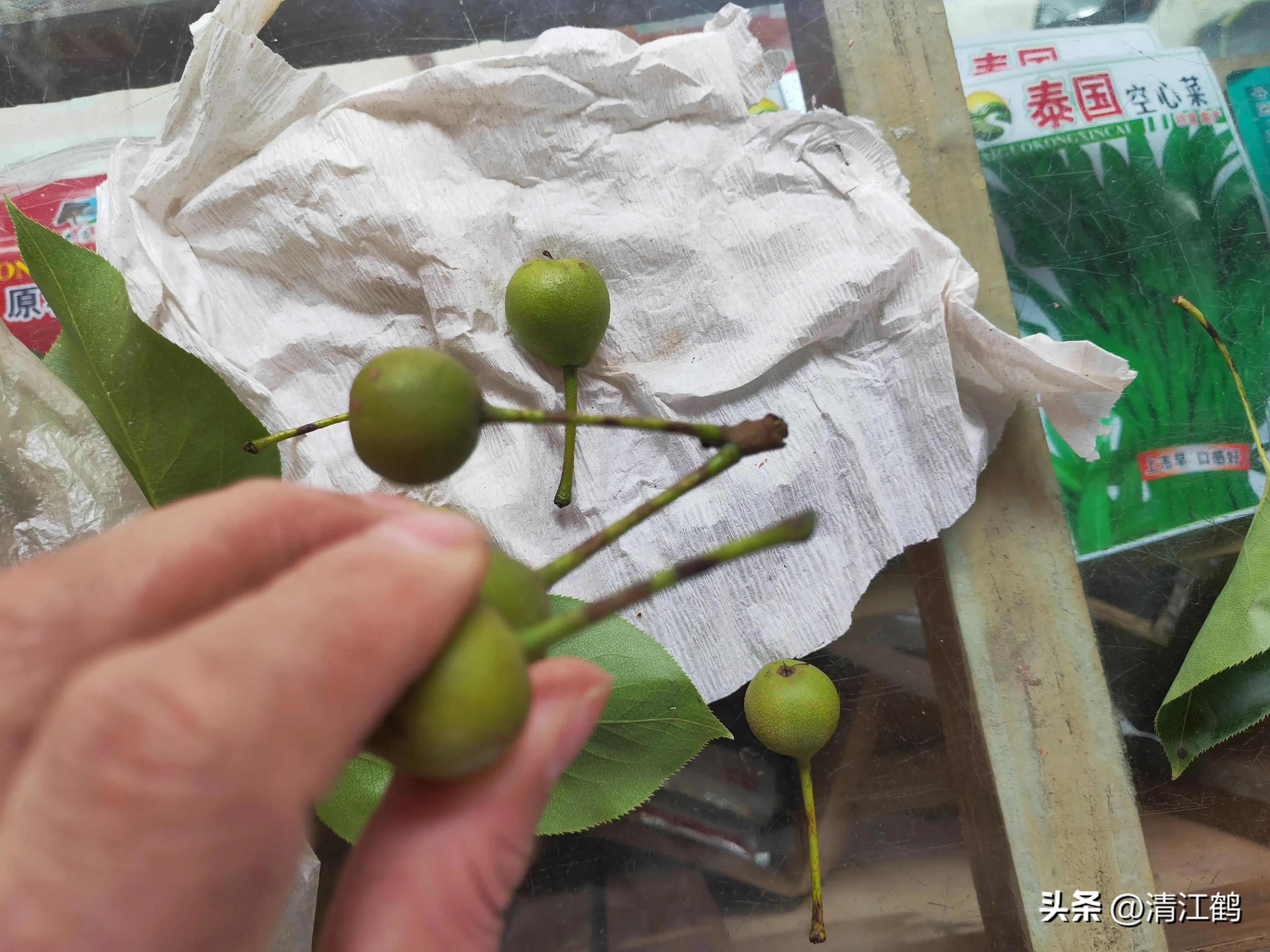 治疗黑星病的特效药物有哪些,黑星病的克星是啥药