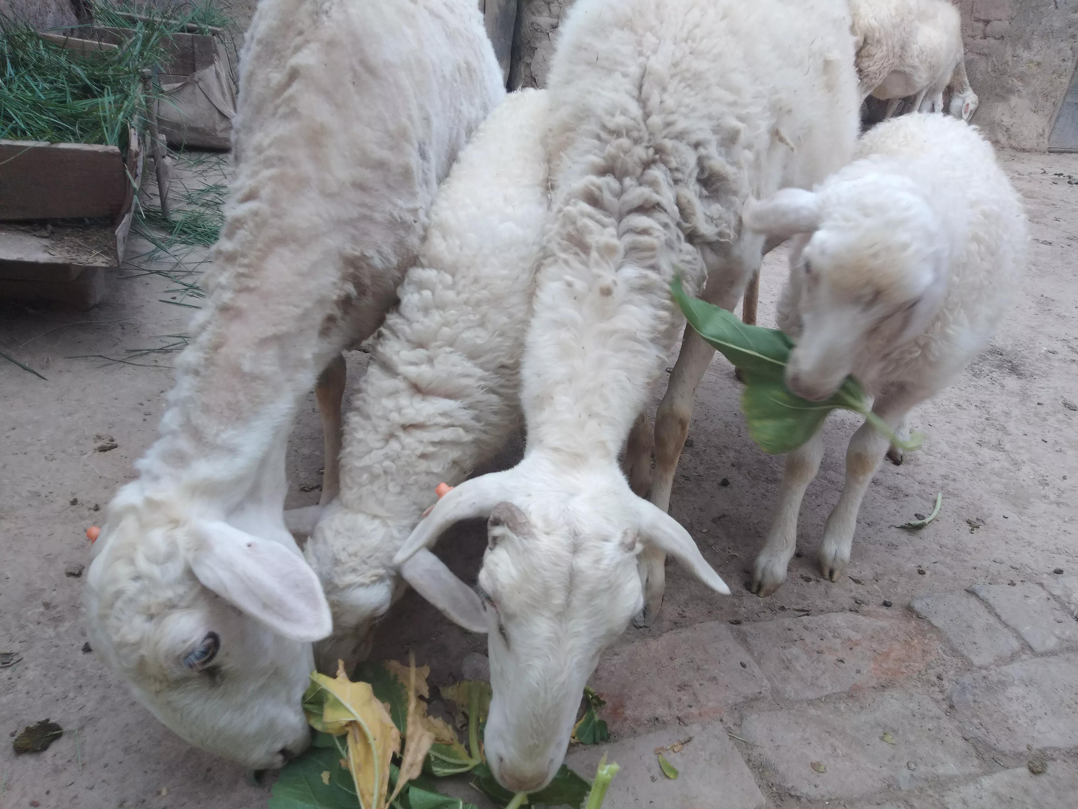 羊价为什么会跌这么多,最近几年羊价走势如何