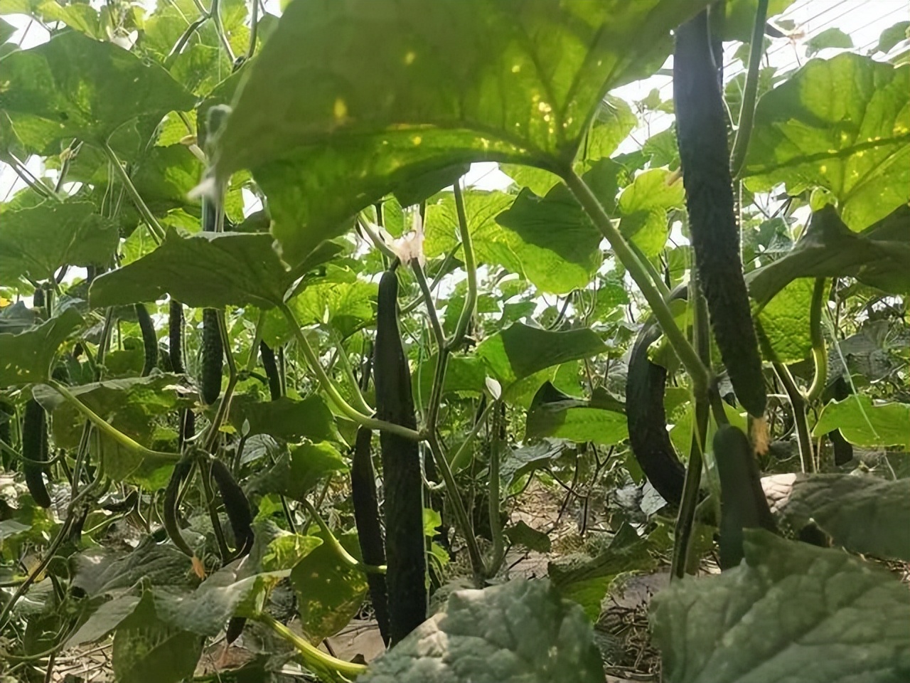 黄瓜种植技术瓜打顶,黄瓜连续结瓜的种植技巧