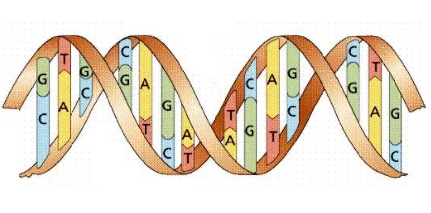 人类祖先留下来的遗传基因,人类性别决定与哪些基因有关