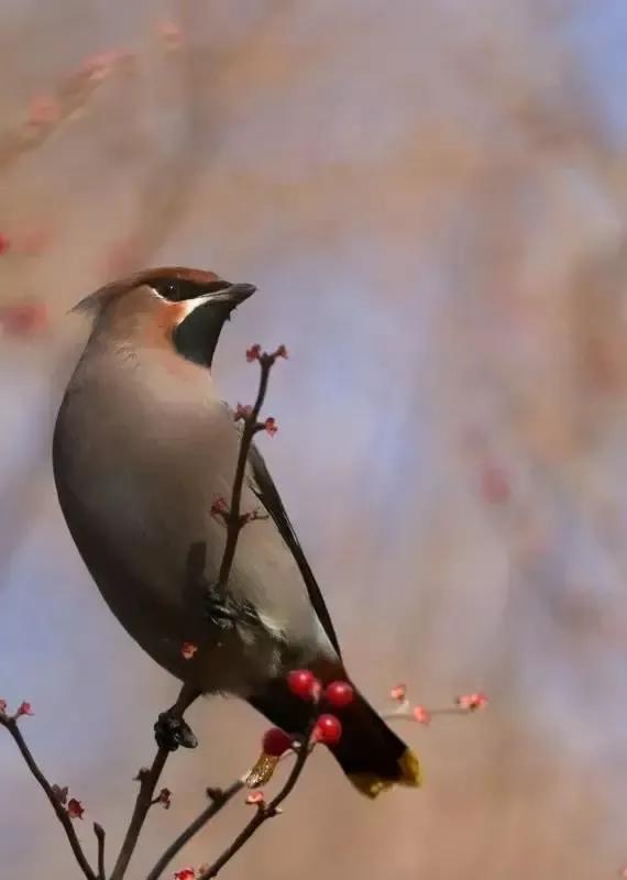 太平鸟图片大鸟,太平鸟图片大全高清壁纸
