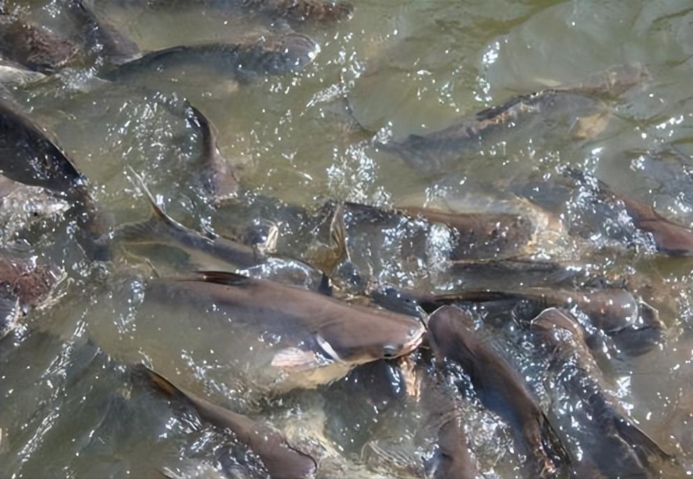 男子花20万买一条鲶鱼3年狂赚上亿,湖北小伙花20万买个鲶鱼