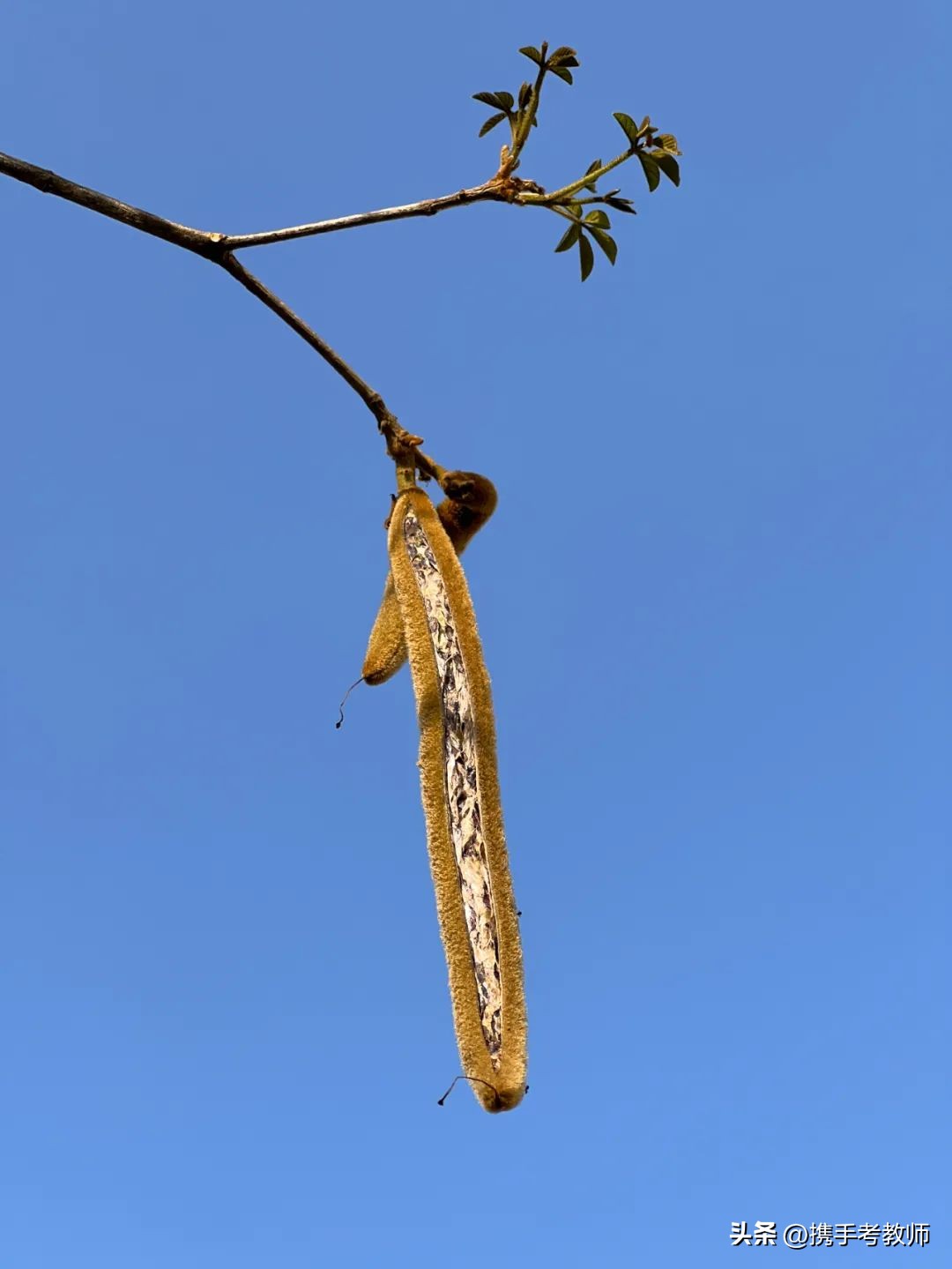 黄花风铃木品种介绍,黄花风铃木生长缓慢