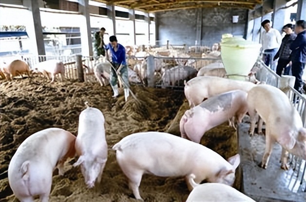 饲料中霉菌毒素对猪有什么危害,饲料毒素对猪的危害