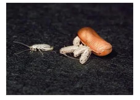 蟑螂虫卵是什么样子,家里出现蟑螂以及蟑螂卵怎么消灭