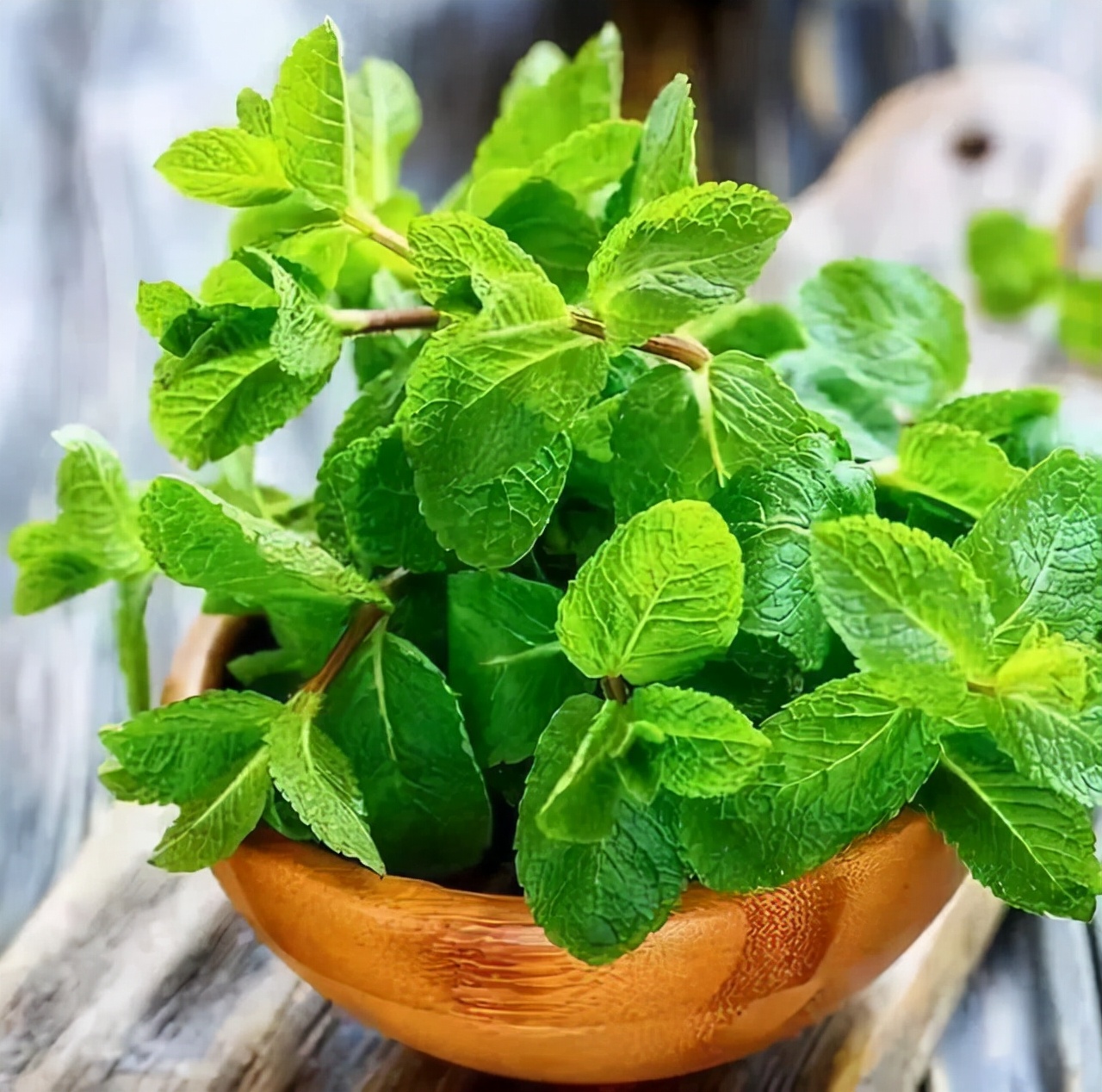 厕所除臭空气清新香氛,厕所吸味盆栽