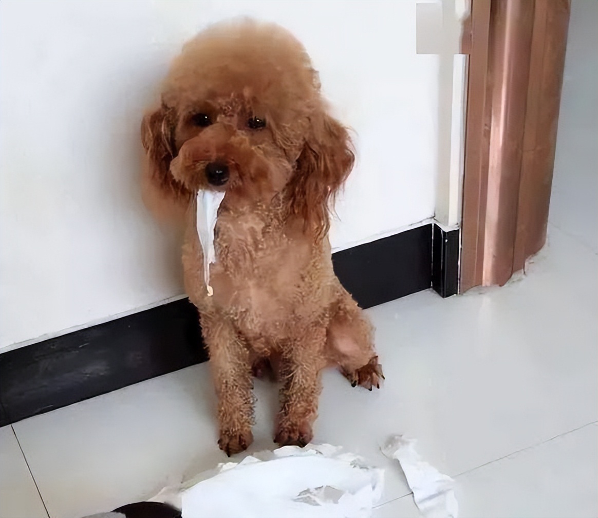 养泰迪7大禁忌劝你别犯,养泰迪的五大误区